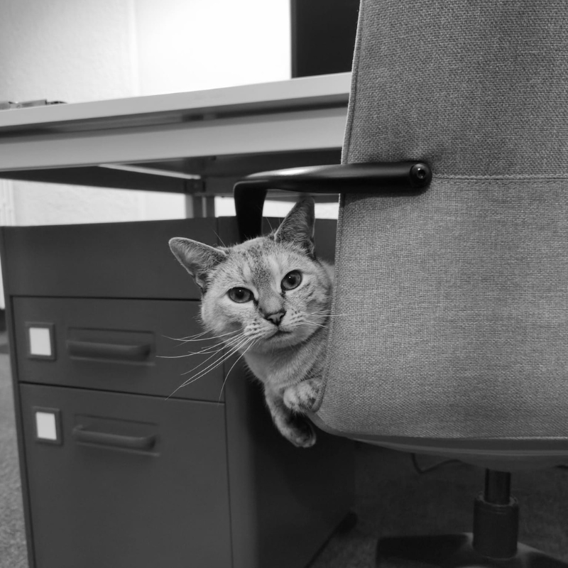 le chat - Limace